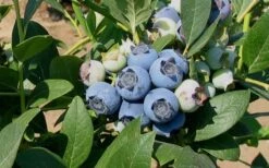 Biloxi Southern Highbush Blueberry - 1 Gallon Pot 9 Biloxi Southern Highbush Blueberry - 1 Gallon Pot -FruitTree Store 10151 biloxi blueberry