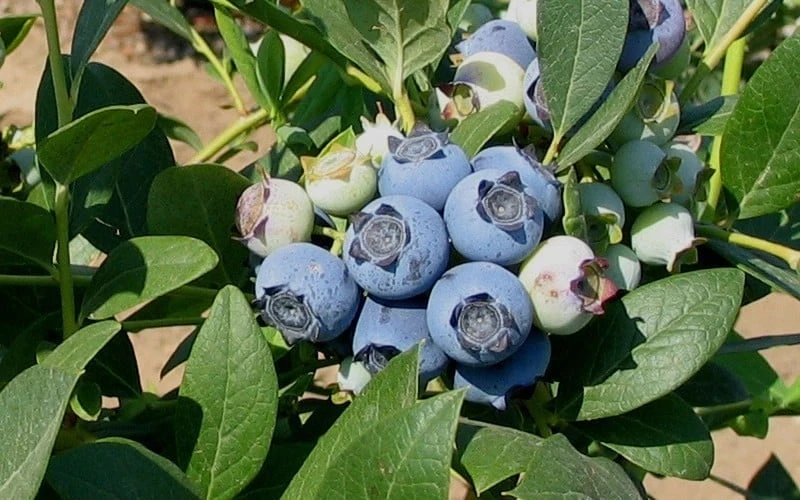 Biloxi Southern Highbush Blueberry - 1 Gallon Pot 6 Biloxi Southern Highbush Blueberry - 1 Gallon Pot - Image 4