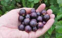 Noble Muscadine Grape Vine (Self Fertile) - 1 Gallon Pot 9 Noble Muscadine Grape Vine (Self Fertile) - 1 Gallon Pot -FruitTree Store 10548 noble muscadine