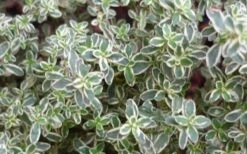 Silver Lemon Thyme - Thymus - 3 Pack Of Quart Pots -FruitTree Store 13143 silver lemon thyme