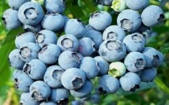 Powderblue Rabbiteye Blueberry - 7 Gallon Pot -FruitTree Store 3591 powder blue blueberry 1