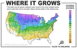 Cats Pajamas Catmint - 1 Gallon Pot 9 Cats Pajamas Catmint - 1 Gallon Pot -FruitTree Store 3a 8b 11
