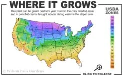 Chocolate Mint Plant - 4 Pack Of Quart Pots 8 Chocolate Mint Plant - 4 Pack Of Quart Pots -FruitTree Store 3a 9b 1