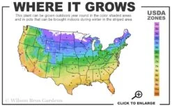 Orange Mint Plant - 4 Pack Of Quart Pots -FruitTree Store 4a 11 1