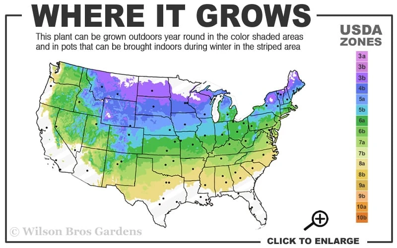 Northern Highbush Blueberry (Vaccinum Corymbosum) - 3 Gallon Pot 5 Northern Highbush Blueberry (Vaccinum Corymbosum) - 3 Gallon Pot - Image 3