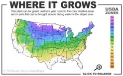 Bronze Fennel (Foeniculum Vulgare 'Purpureum') - 1 Gallon Pot -FruitTree Store 4a 8a 4