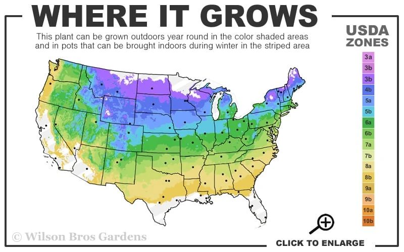 Millenium Allium (Ornamental Onion) - 1 Gallon Pot 5 Millenium Allium (Ornamental Onion) - 1 Gallon Pot - Image 3