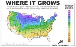 Ribbon Candy Swamp Azalea (Rhododendron Viscosum) - 2 Gallon Pot 10 Ribbon Candy Swamp Azalea (Rhododendron Viscosum) - 2 Gallon Pot -FruitTree Store 4a 8b 14