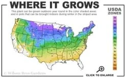 Downy Pagoda Plant (Blephilia Ciliata) - 1 Gallon Pot -FruitTree Store 4a 8b thumbnail 7