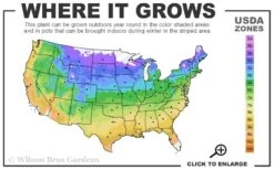 Grosso Lavender - 1 Gallon Pot 10 Grosso Lavender - 1 Gallon Pot -FruitTree Store 4a 9b 31