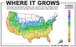 Yellow Groove Bamboo (Phyllostachys Aureosulcata) - 3 Gallon Pot (2-4') 10 Yellow Groove Bamboo (Phyllostachys Aureosulcata) - 3 Gallon Pot (2-4') -FruitTree Store 5a 10b 10