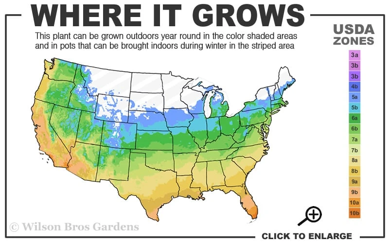 Red Margin Bamboo - Phyllostachys Rubromarginata - 3 Gallon Pot (2-4' HT) 5 Red Margin Bamboo - Phyllostachys Rubromarginata - 3 Gallon Pot (2-4' HT) - Image 3