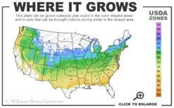 Red Creeping Thyme (Thymus Praecox 'Coccineus') - 8 Pack Of Quart Pots 10 Red Creeping Thyme (Thymus Praecox 'Coccineus') - 8 Pack Of Quart Pots -FruitTree Store 5a 8b 11