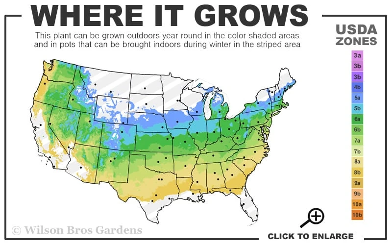 Reliance Red Seedless Grape Vine - 1 Gallon Pot 5 Reliance Red Seedless Grape Vine - 1 Gallon Pot - Image 3