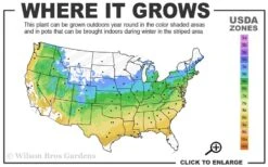 Jubilee Southern Highbush Blueberry - 1 Gallon Pot -FruitTree Store 5a 9a 1