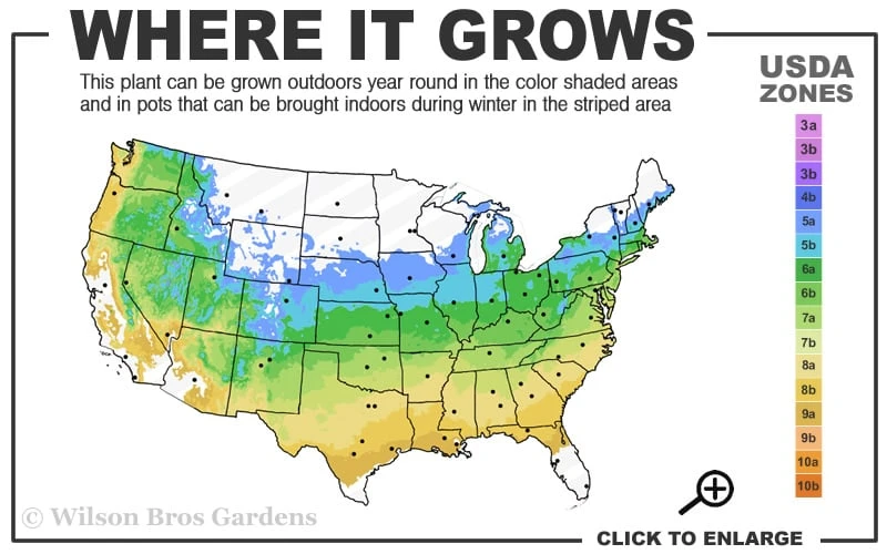Jubilee Southern Highbush Blueberry - 3 Gallon Pot 5 Jubilee Southern Highbush Blueberry - 3 Gallon Pot - Image 3