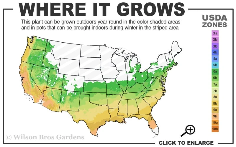 Autumn Sunburst Encore Azalea - 6 Pack Of 1 Gallon Pots 5 Autumn Sunburst Encore Azalea - 6 Pack Of 1 Gallon Pots - Image 3
