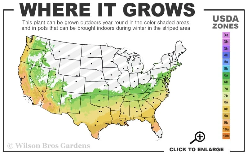 Autumn Princess Encore Azalea - 1 Gallon Pot 5 Autumn Princess Encore Azalea - 1 Gallon Pot - Image 3