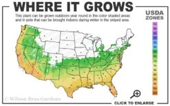 Winter's Snowman Camellia Hybrid - 7 Gallon Pot (2-3') 8 Winter's Snowman Camellia Hybrid - 7 Gallon Pot (2-3') -FruitTree Store 6a 10a 2