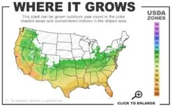 Black Diamond 'Mystic Magenta' Crape Myrtle - 2 Gallon Pot -FruitTree Store 6a 10b 7