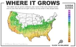 Russian Cold Hardy Pomegranate - 3 Gallon Pot 10 Russian Cold Hardy Pomegranate - 3 Gallon Pot -FruitTree Store 6a 11 1