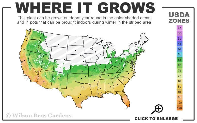 Russian Cold Hardy Pomegranate - 3 Gallon Pot 5 Russian Cold Hardy Pomegranate - 3 Gallon Pot - Image 3