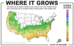 Sir Robert Dwarf Azalea - 3 Gallon Pot -FruitTree Store 6a 9a 4