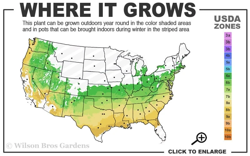 Sir Robert Dwarf Azalea - 6 Pack Of 1 Gallon Pots 5 Sir Robert Dwarf Azalea - 6 Pack Of 1 Gallon Pots - Image 3