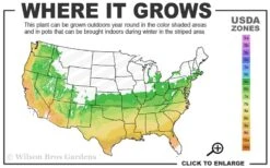 Dragons Head Bamboo - Fargesia Dracocephala 'Rufa' - 1 Gallon Pot -FruitTree Store 6a 9b 45