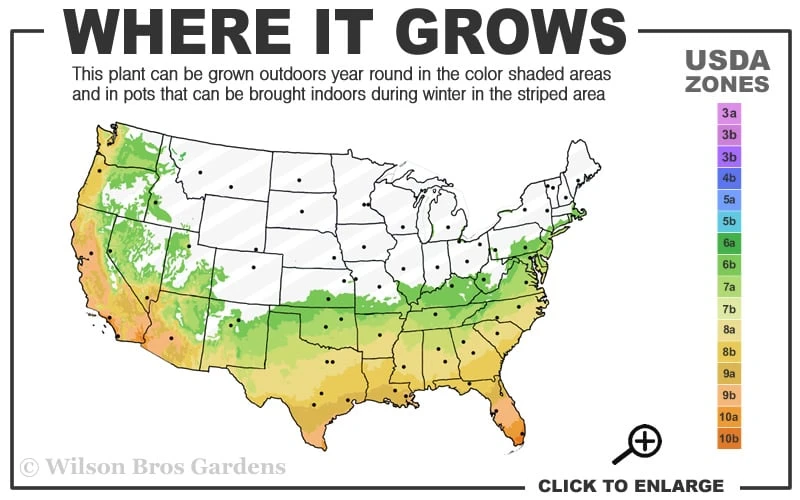 Black Stripe Bamboo - Phyllostachys Nigra Megurochiku - 3 Gallon Pot 5 Black Stripe Bamboo - Phyllostachys Nigra Megurochiku - 3 Gallon Pot - Image 3