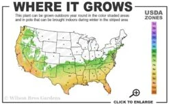 Spotted Leopard Bamboo - Phyllostachys Bambusoides 'Tanakae' - 3 Gallon Pot -FruitTree Store 6b 10b 2