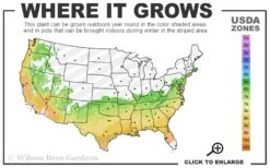 Delta Jazz Crape Myrtle - 3 Gallon Pot -FruitTree Store 6b 9b 14