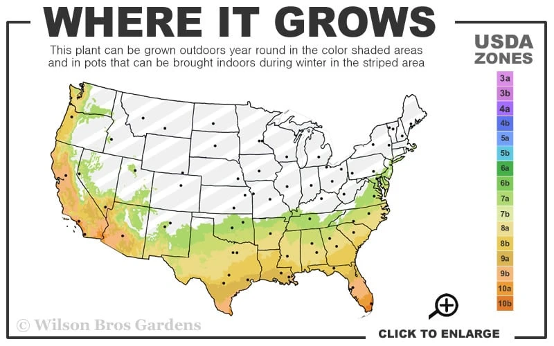 Carlos Bronze Muscadine Grape Vine - 1 Gallon Pot 5 Carlos Bronze Muscadine Grape Vine - 1 Gallon Pot - Image 3
