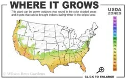 Tuskegee Crape Myrtle - 6 Pack Of 1 Gallon Pots -FruitTree Store 7a 10a 2