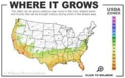 Yuletide Camellia Sasanqua - 2.5 Quart Pot 12 Yuletide Camellia Sasanqua - 2.5 Quart Pot -FruitTree Store 7a 10b 61