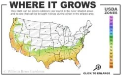 Tama No Ura Weeping Camellia Japonica - 3 Gallon Pot 11 Tama No Ura Weeping Camellia Japonica - 3 Gallon Pot -FruitTree Store 7a 9b 97