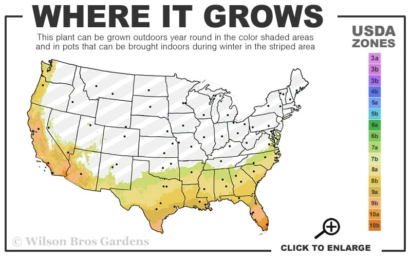 Arbequina Olive Tree - 5 Gallon Pot 5 Arbequina Olive Tree - 5 Gallon Pot - Image 3