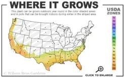 Tuscan Blue Rosemary - 1 Gallon Pot 9 Tuscan Blue Rosemary - 1 Gallon Pot -FruitTree Store 7b 10b 6