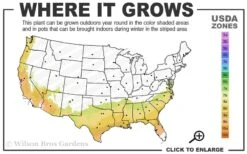 Center Stage Red Black Leaf Crape Myrtle - 3 Gallon Pot 10 Center Stage Red Black Leaf Crape Myrtle - 3 Gallon Pot -FruitTree Store 7b 9b 4