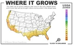 Biloxi Southern Highbush Blueberry - 1 Gallon Pot 8 Biloxi Southern Highbush Blueberry - 1 Gallon Pot -FruitTree Store 8a 11 2