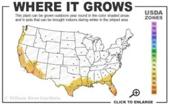 Giant Weavers Royal Bamboo (Wong Chuk) - Bambusa Textilis 'Kanapaha' - 3 Gallon Pot -FruitTree Store 8b 11 3