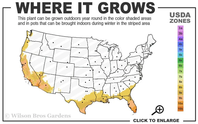 Seabreeze Bamboo - Bambusa Malingensis - 3 Gallon Pot 5 Seabreeze Bamboo - Bambusa Malingensis - 3 Gallon Pot - Image 3