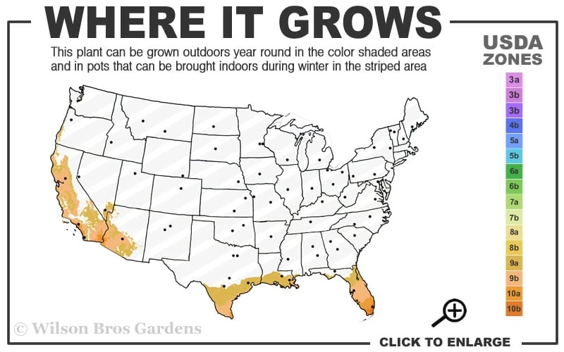 Asian Lemon Bamboo (Bambusa Eutuldoides 'Viridivittata') - 3 Gallon Pot 5 Asian Lemon Bamboo (Bambusa Eutuldoides 'Viridivittata') - 3 Gallon Pot - Image 3