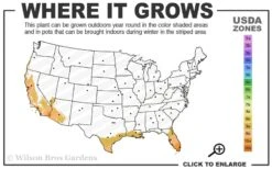 Yellow Buddha Belly Bamboo - Bambusa Ventricosa 'Kimmei' - 3 Gallon Pot 11 Yellow Buddha Belly Bamboo - Bambusa Ventricosa 'Kimmei' - 3 Gallon Pot -FruitTree Store 9a 11 3