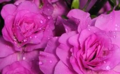 Amelia Rose Azalea - 3 Gallon Pot 11 Amelia Rose Azalea - 3 Gallon Pot -FruitTree Store Azalea Amelia Rose 1