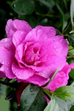 Amelia Rose Azalea - 3 Gallon Pot 10 Amelia Rose Azalea - 3 Gallon Pot -FruitTree Store Azalea Amelia Rose 3