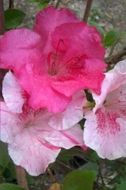 Conversation Piece Azalea - 1 Gallon Pot -FruitTree Store Azalea Conversation Piece 10