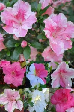 Conversation Piece Azalea - 1 Gallon Pot -FruitTree Store Azalea Conversation Piece 2 500x750 1