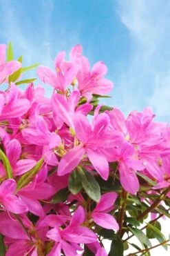 Pink Ribbons Deja Bloom Azalea - 1 Gallon Pot 9 Pink Ribbons Deja Bloom Azalea - 1 Gallon Pot -FruitTree Store Azalea Deja Bloom Pink Ribbons 4