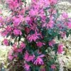 Pink Ribbons Deja Bloom Azalea - 1 Gallon Pot -FruitTree Store Azalea Deja Bloom Pink Ribbons 7